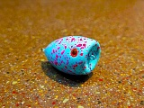 Поплапоппер (хохлопоппер) малый, цвет голубой